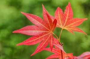 Red Maple Leaf On Green Background photo