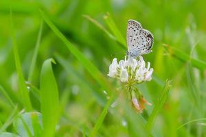 Silver Studded Blue Butterfly On A White Flower