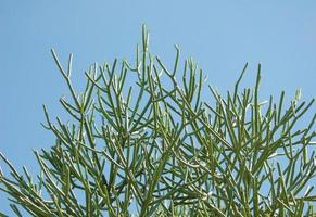 Tropical Plant Against The Blue Sky photo