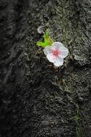 Cherry Blossom Flower Sprout From Tree Trunk photo