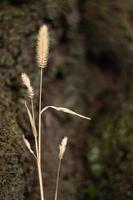 Single Meadow Grass Against Tree Trunk photo