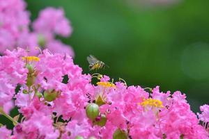 Pink Flower Bush With Bee photo