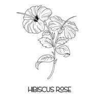 hand drawn Hibiscus flower illustration Vector outline. poppy, daffodils, tulip, sunflower, daisy. Hawaiian Hibiscus Fragrance Flower or Mallow Chenese Rose.