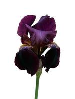 primer plano del iris, flor aislada sobre fondo blanco foto