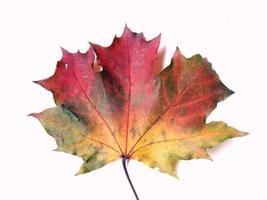 Maple leaves on white background photo