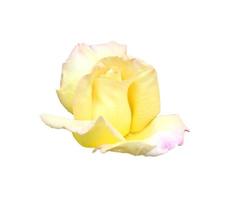 Flower rose close up isolated photo