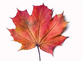Maple leaves on white background photo