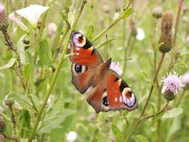 Butterfly close up on green photo