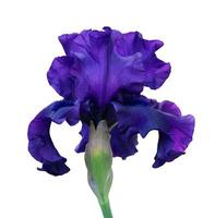 primer plano de iris azul, flor aislada sobre fondo blanco foto