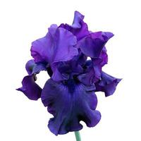 primer plano de iris, flor aislada sobre fondo blanco foto