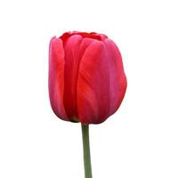 tulipán rojo aislado sobre fondo blanco foto