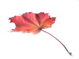 Maple leaves on white background photo