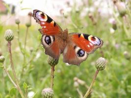 Butterfly close up on green photo