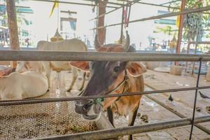 cerrar vaca en el templo wat hua lamphong, ciudad de bangkok, tailandia foto