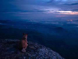 Dog on Rock Cliff with beautiful Sunrise Sky on Khao Luang mountain in Ramkhamhaeng National Park,Sukhothai province Thailand photo