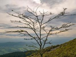 One tree and cloud sky view on Khao Luang mountain in Ramkhamhaeng National Park,Sukhothai province Thailand photo