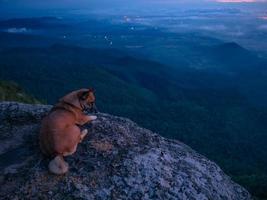 Dog on Rock Cliff with beautiful Sunrise Sky on Khao Luang mountain in Ramkhamhaeng National Park,Sukhothai province Thailand photo