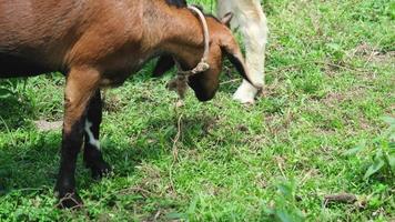 cabras pastando en la hierba en la granja. agricultura. video