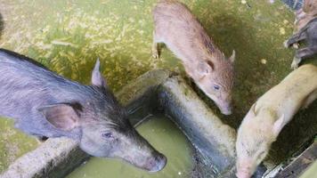 Braunes Wildschwein in einem Käfig. Landwirtschaft. video
