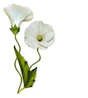 mallow flowers isolated on white background photo