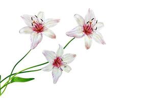 Lily flower on white background photo