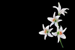 Flower lily isolated on black background. summer photo