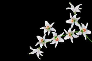 Flower lily isolated on black background. summer photo