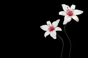 Flower lily isolated on black background. summer photo