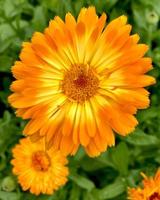 Orange calendula flowers. Blooming marigold flowers. Fresh organic calendula marigold flowers background. Medicinal herbs. Summer marigold flowers. photo