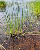 Swamp, bog, backwater. A piece of low-lying uncultivated land where water accumulates. photo