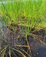 Swamp, bog, backwater. A piece of low-lying uncultivated land where water accumulates. photo