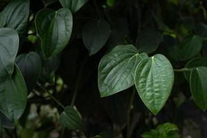 dark green leaf wallpaper background photo