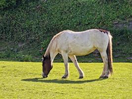White and brown horse grazing in a meadow in the English countryside photo