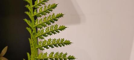 green fern minimalist tropical background with white background photo