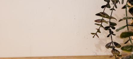 wooden shelf background with potted plant and shadows photo