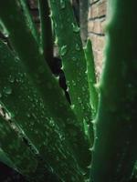 aloevera green closeup nature photo