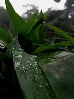 fondo de hojas de bambú verde fresco por la mañana foto