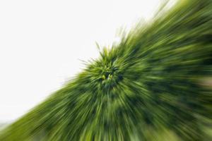 The abstract background radial blurs a cluster of many brilliant green leaves. photo