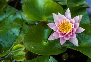 Pink lotus with yellow stamens bloom beautifully against its leaves, which are filled with dew drops. photo