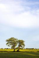 una vista de los dos árboles que crecen en el montículo entre los verdes campos de arroz.