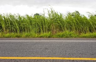 Low angle view of tall weeds blown by the wind beside a paved road. photo
