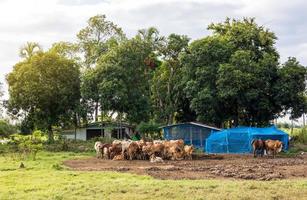 Panoramic view with herds of brown Thai cows crouching, standing and lying on the ground with grazing fields. photo