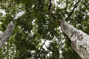 A low angle view from the base of a tree looking at the clump of green leaves. photo