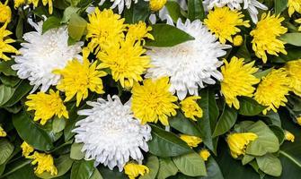 las flores de crisantemo blancas y amarillas florecen maravillosamente en medio de hermosas hojas verdes. foto