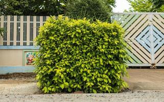 Low angle view, beautiful fresh green canopy adorning the fence wall. photo