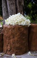 Beautifully blooming clusters of white Dolichandrone serrulata flowers are piled on brown cement logs.