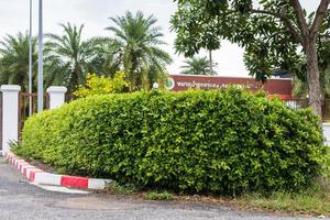 A low angle view, a wall, a fence of tall shrubs adorning the roadside garden. photo