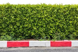 Low background isolates, walls, fences, lush green foliage thriving, trimmed on the ground in red and white concrete blocks. photo