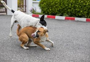 Two brown and black and white Thai dogs are playing tease and biting merrily. photo