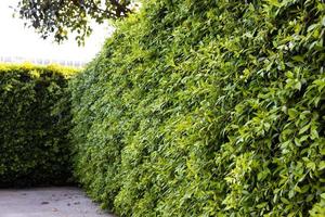 Close-up side view of the background wall of lush green leafy bushes trimmed. photo